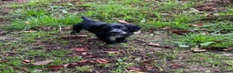 Cocker Spaniel dogs for sale: Ready Now KC reg Working Cocker Spaniels - Advert 2