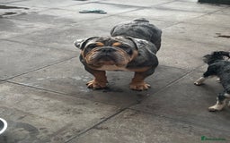 English Bulldog dogs for sale: Blue tan Merle 5 years old English billdog - Image 4