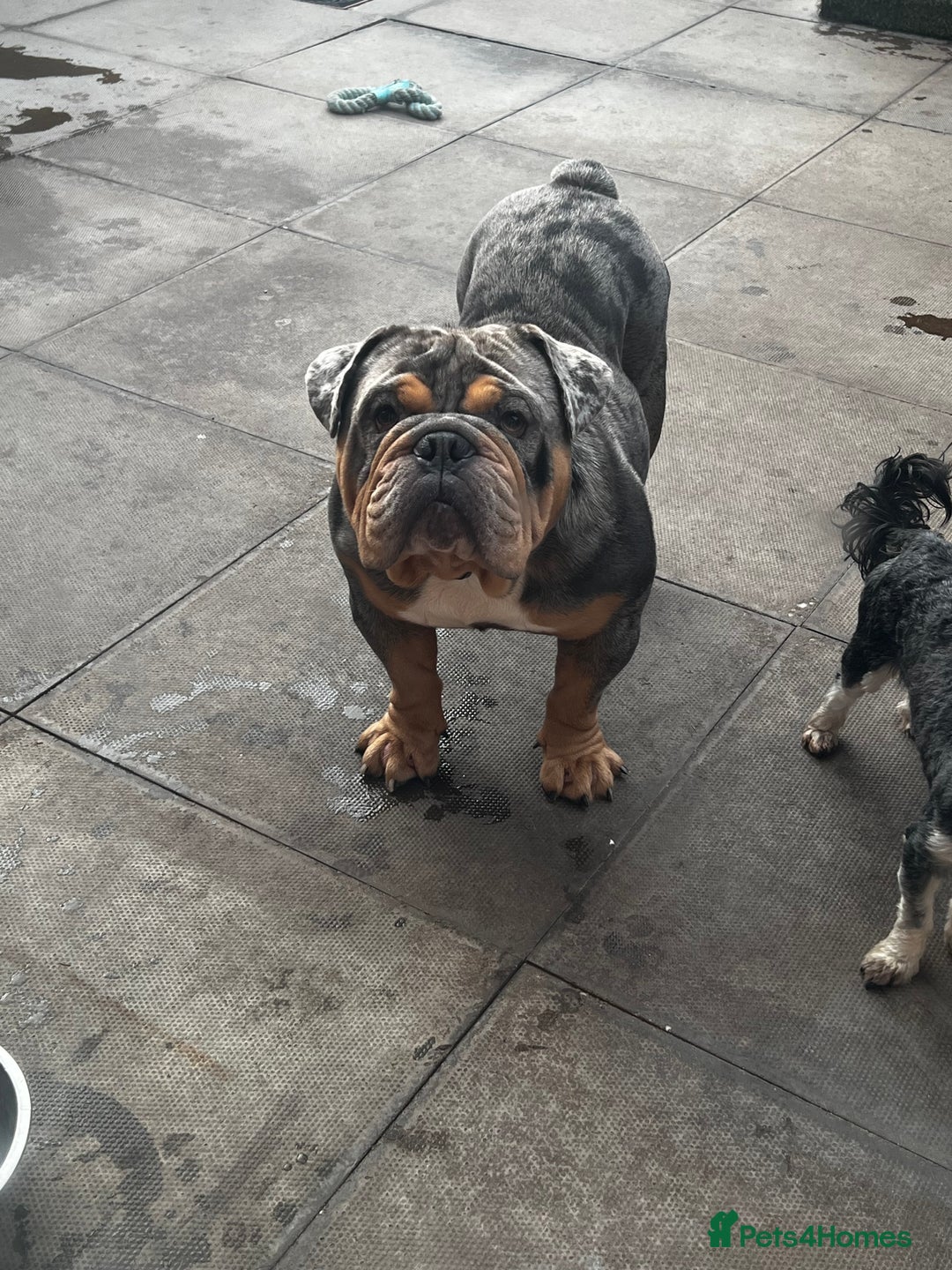 English Bulldog dogs for sale: Blue tan Merle 5 years old English billdog - Image 4