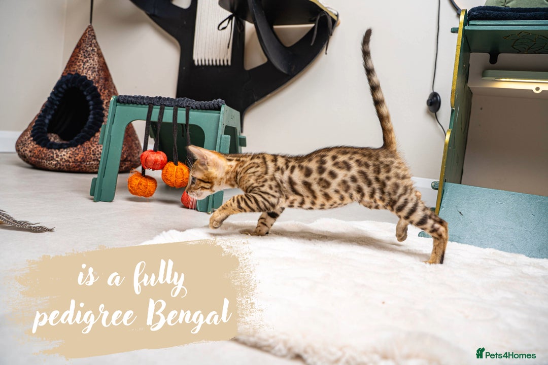 Bengal cats for sale: Dune- Stunning Bengal Boy- TICA with champion line - Image 15