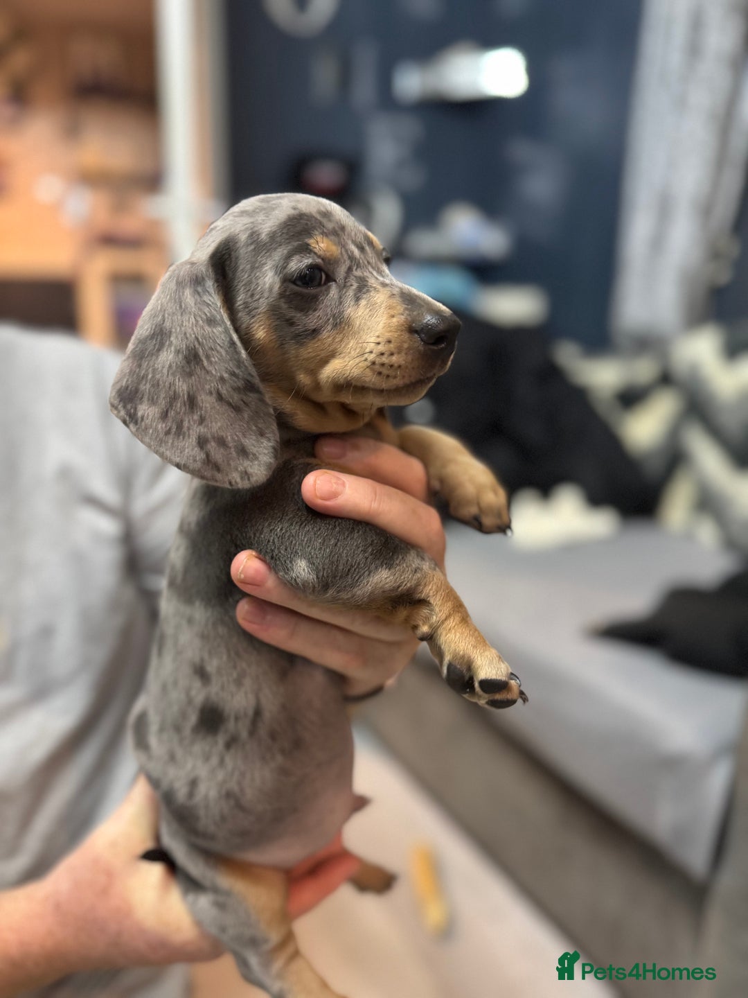 Miniature Dachshund dogs for sale: READY NOW  - Advert 14