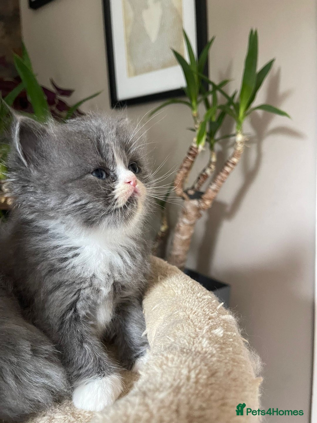 Persian cats for sale: Beautiful fluffy kittens very affectionate  - Image 3