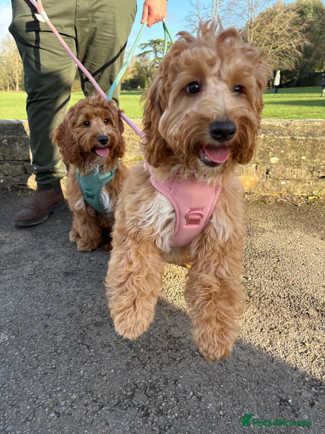 Cockapoo dogs for sale: 2 beautiful 6 month old trained cockapoo girls  - Advert 2