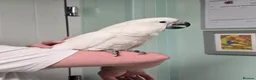 Cockatoo birds for sale: (Rare chance) Handreared Umbrella Cockatoo & Galah - Advert 5