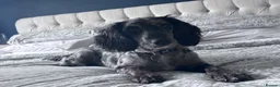Cocker Spaniel dogs for sale: Experienced home only!  in Haverhill - Advert 8