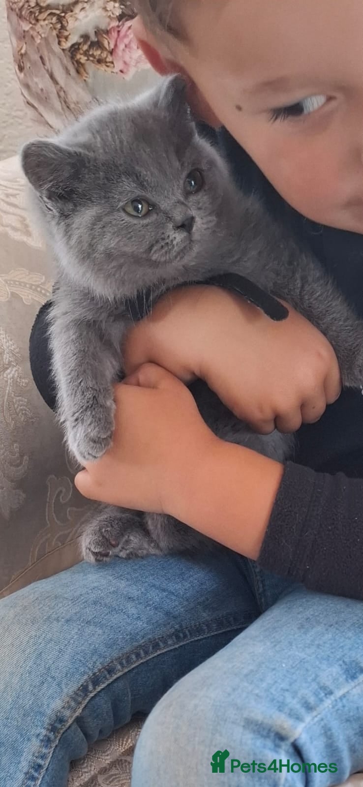 British Shorthair cats Gorgeous British Shorthair Blue Kittens - Advert 2