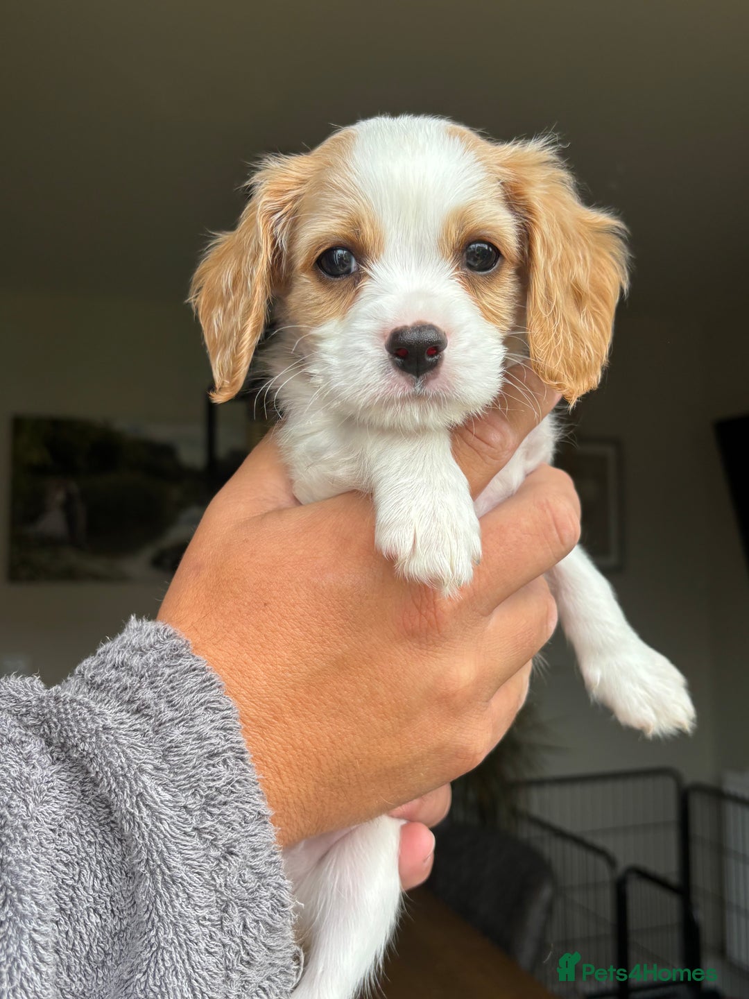 Cavachon dogs for sale: Cavalier King Charles X Cavachon - Image 2