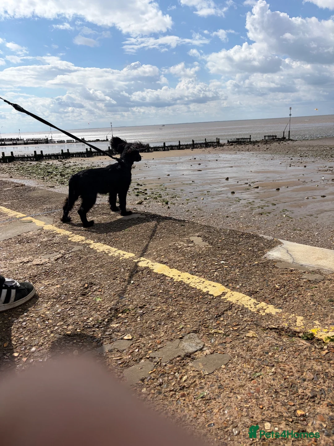 Cocker Spaniel dogs for sale: Cocker spaniel  in Kettering - Advert 7