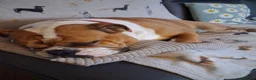 Mixed Breed dogs for sale: Bulldog  in Dagenham - Advert 2