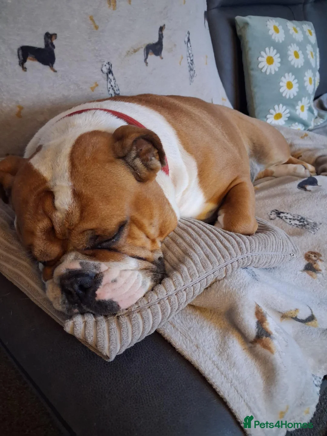 Mixed Breed dogs for sale: Bulldog  in Dagenham - Advert 2