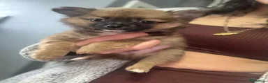 Pomchi 1