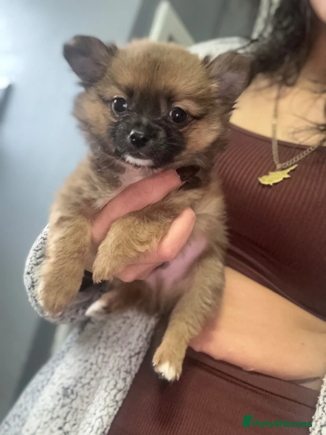 Pomchi dogs for sale: 1 Male Pomchi Puppy Left - Advert 5