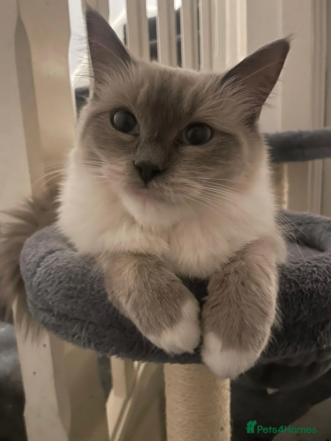 Ragdoll cats for sale: Beautiful Blue mitted female Ragdoll - Advert 1