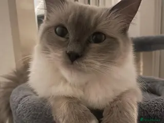 Ragdoll cats Beautiful Blue mitted female Ragdoll - Advert 2