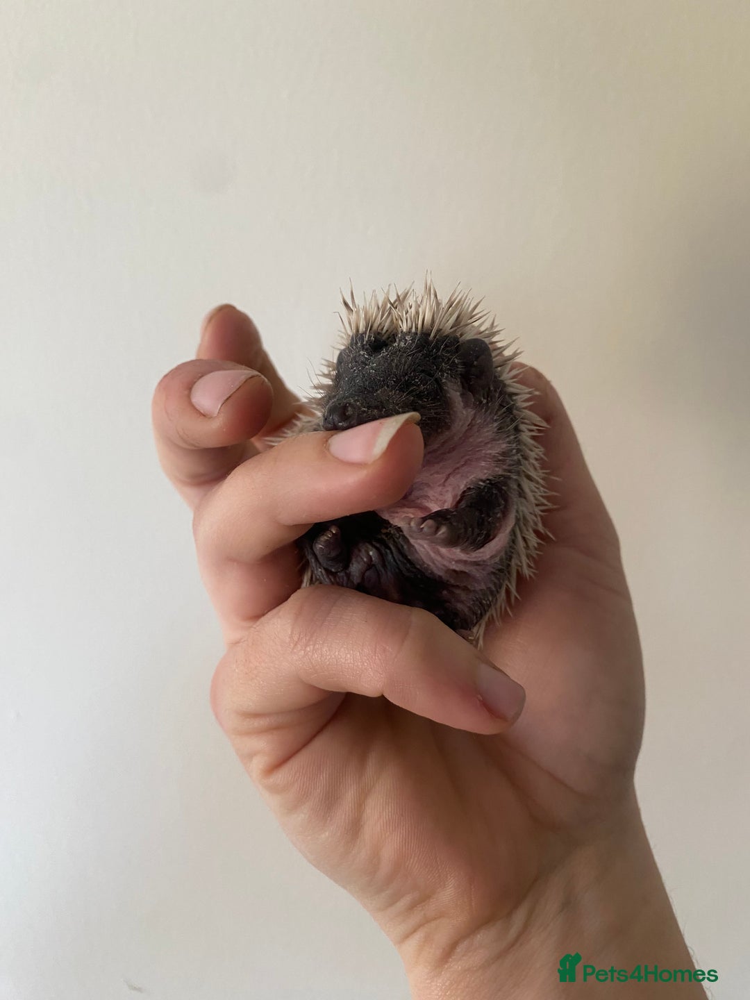 Pygmy Hedgehog rodents for sale: Stunning female hoglets for sale!  - Advert 10