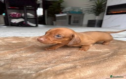 Miniature Dachshund dogs for sale: Miniature daschunds - Image 10