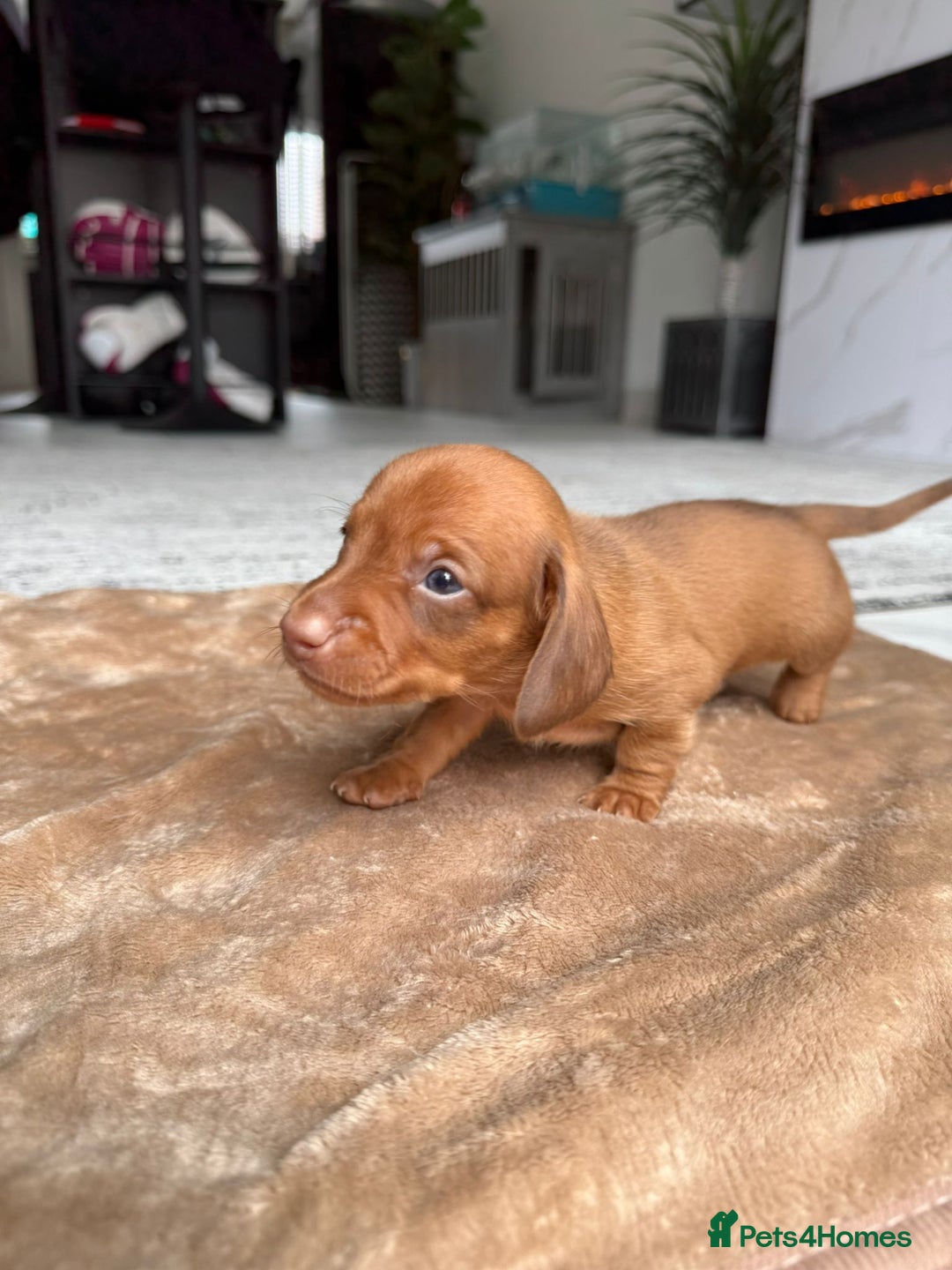 Miniature Dachshund dogs for sale: Miniature daschunds - Image 10