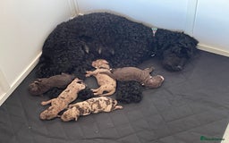 Cockapoo dogs for sale: F1bb Cockapoo puppies - Image 1