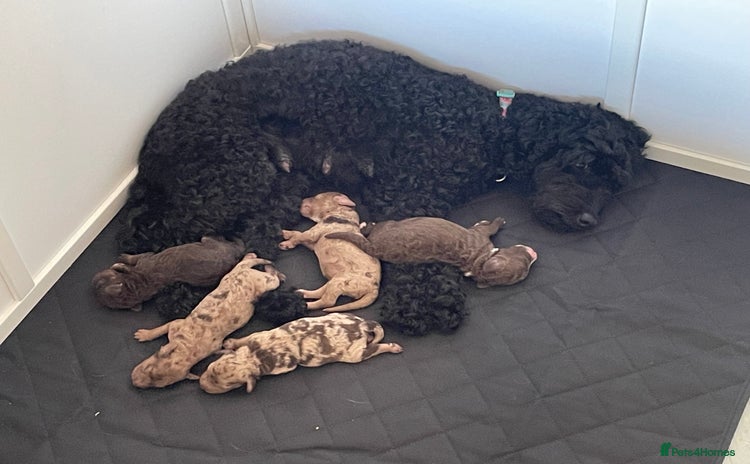 Cockapoo dogs - Advert 16