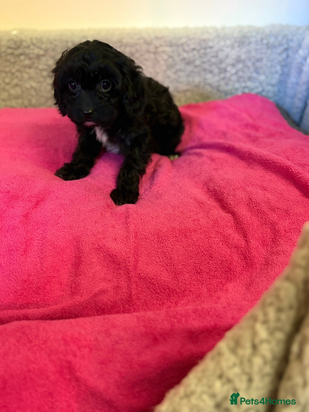 Cavapoo dogs for sale: F1 cavapoo  - Advert 4