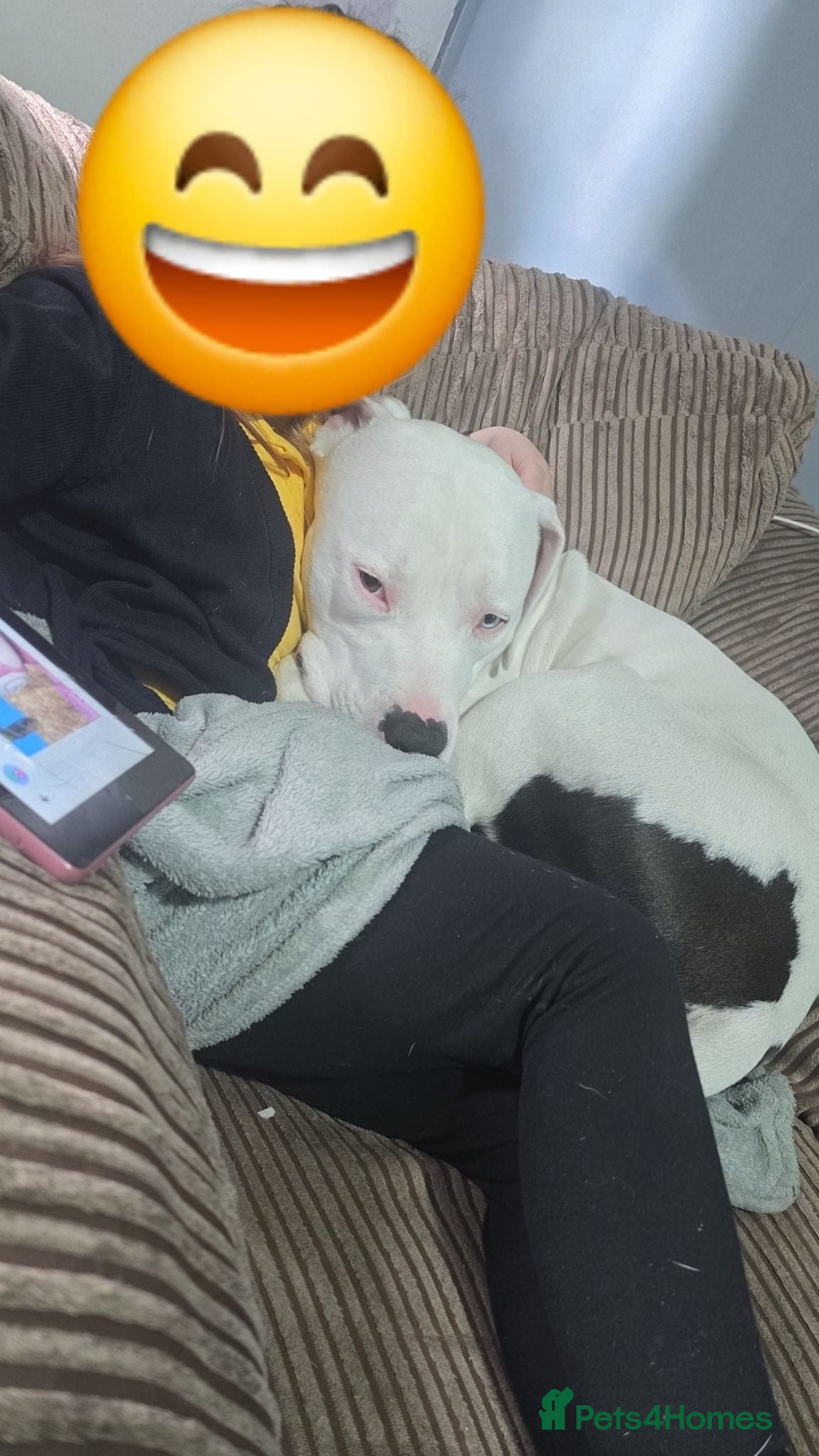 Mixed Breed dogs American bulldog cross  - Advert 1