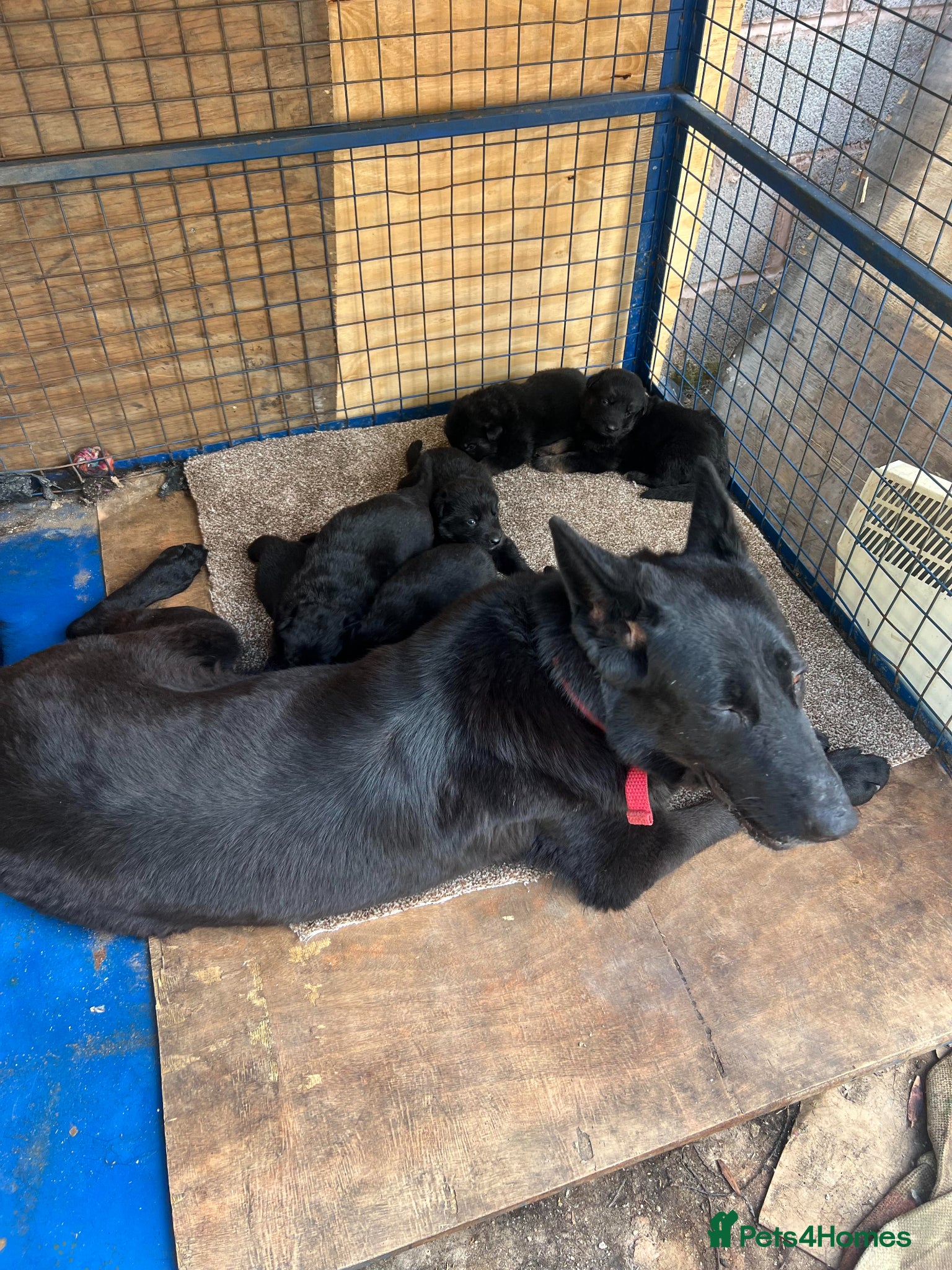 Golden Shepherd dogs Elite German Shepherd Puppies for Sale – Champion  - Advert 2