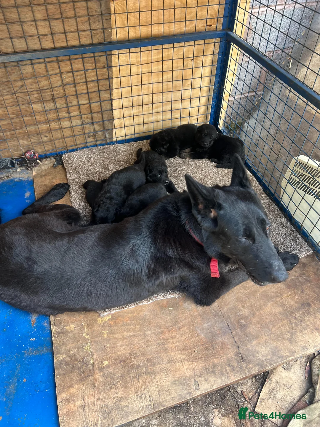 Golden Shepherd dogs for sale:  German Shepherd Puppies KC Reg – Champion Breed. - Advert 2