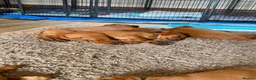Labrador Retriever dogs for sale: STUNNING KC REG FOX RED LABRADOR PUPPIES - Advert 5