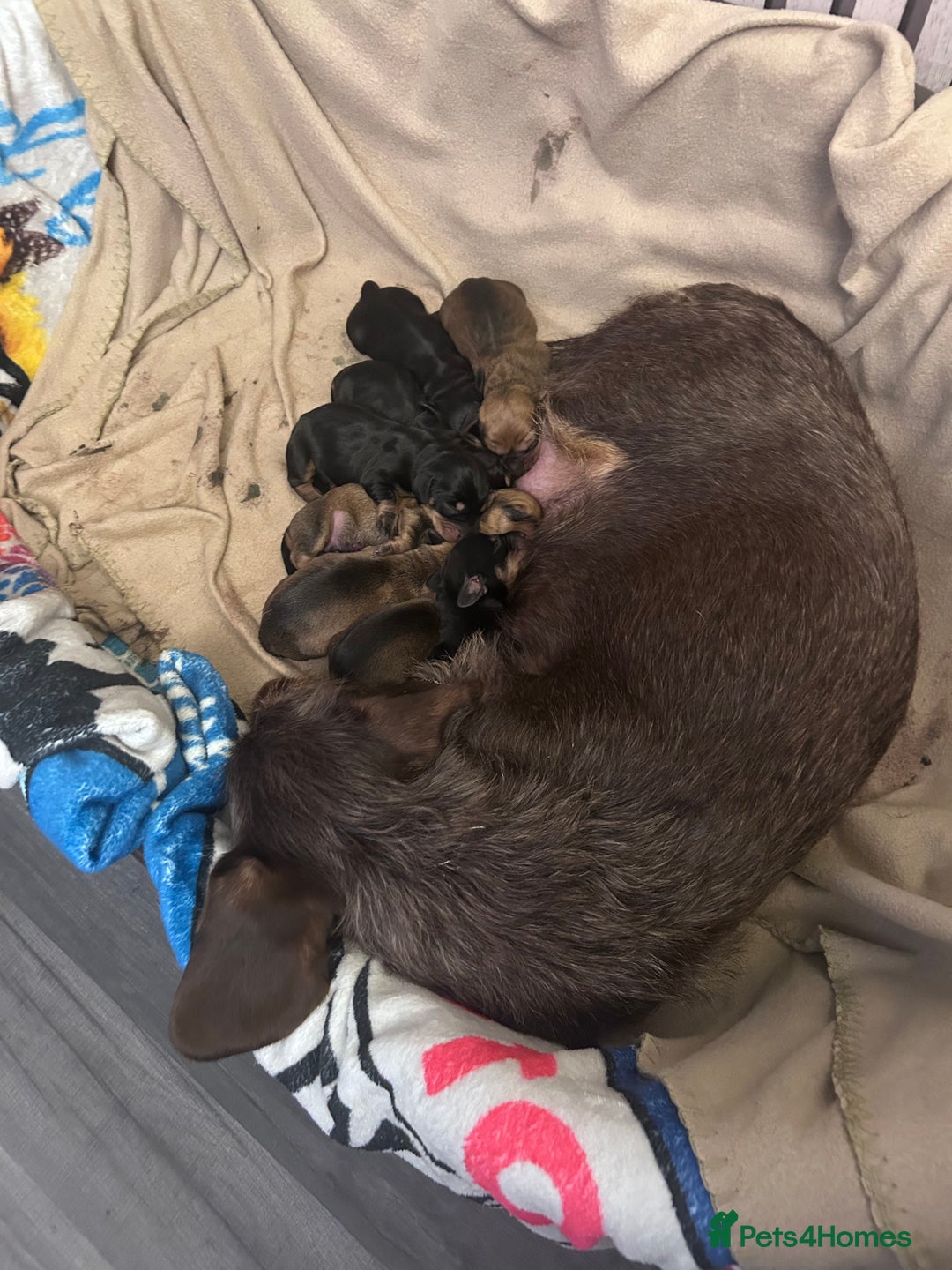 Dachshund dogs for sale: Litter of 8 beautiful dachshund puppies🩵🩷 - Advert 1