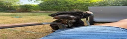 Cockapoo dogs for sale: 9 months old cockapoo  in Wellingborough - Advert 14