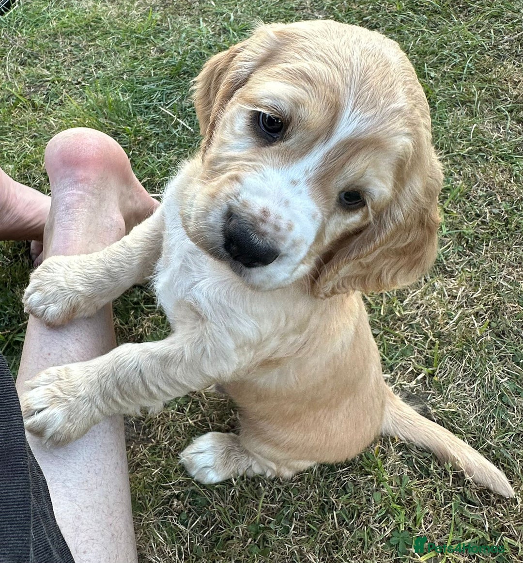 Cocker Spaniel dogs for sale: Working cocker spaniels  - Image 6