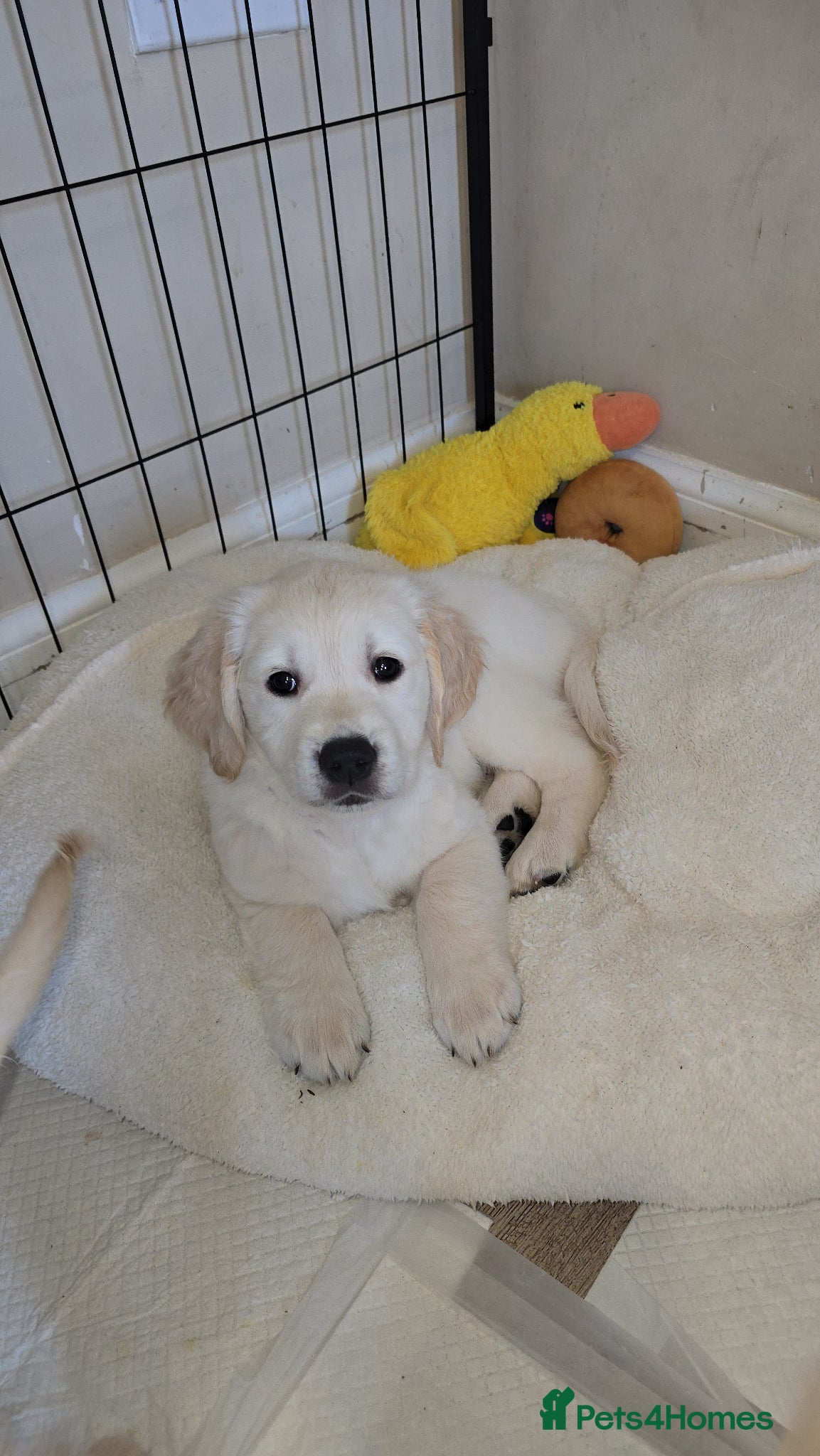 Golden Retriever dogs Stunning KC golden retriever puppies - Advert 17