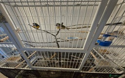 Finches birds for sale: Gouldian finches two pairs - Image 3