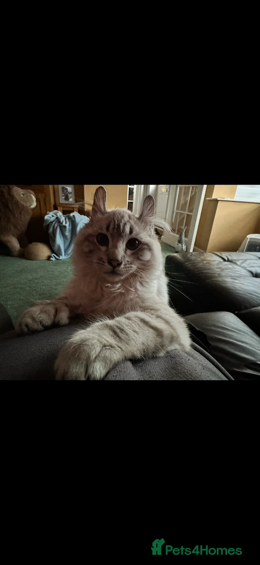 Keetso cats for sale: Enzo the snow leopard Keetso  - Advert 4