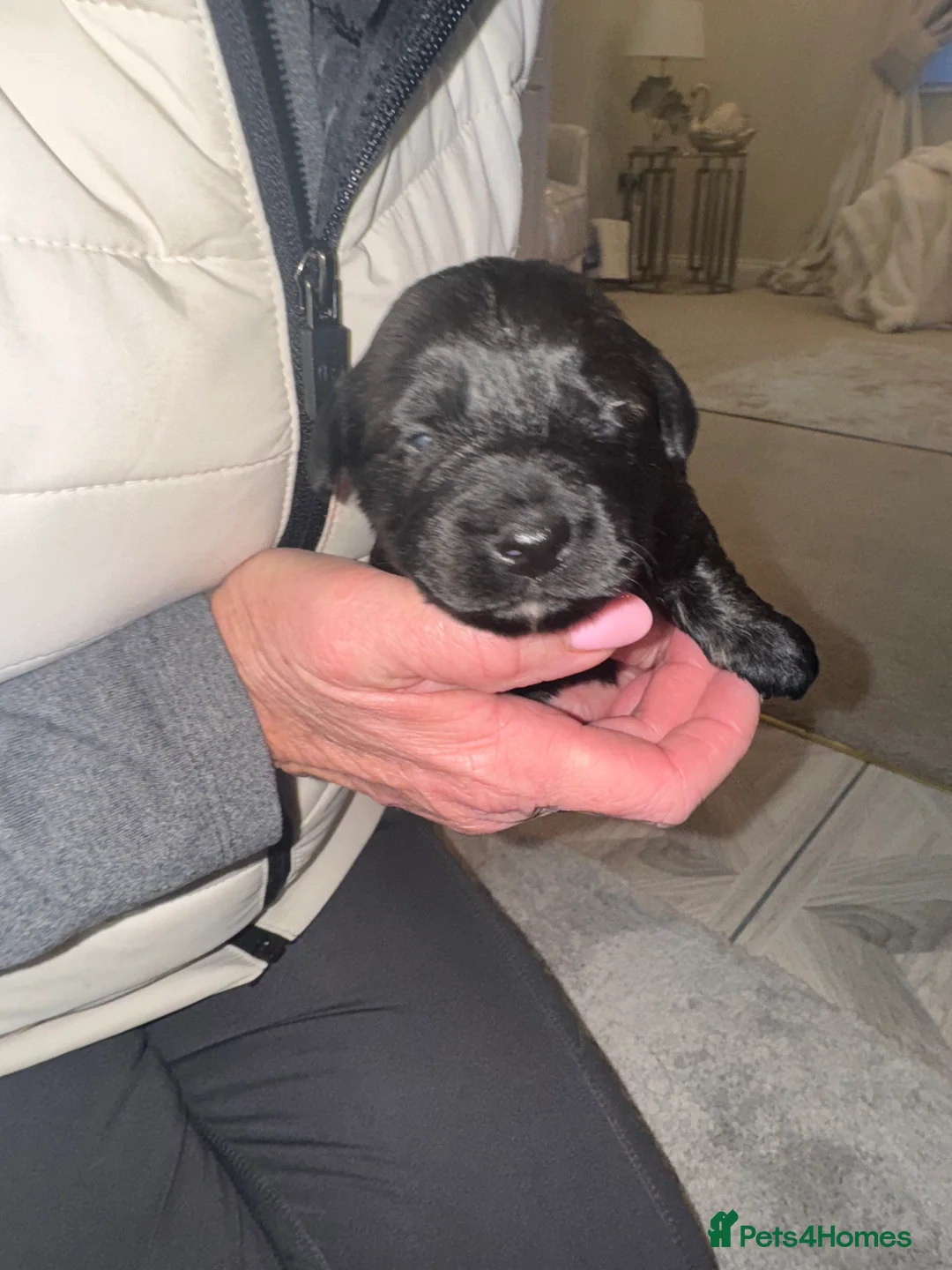 Mixed Breed dogs for sale: Beautiful Dachshund X westie puppies - Advert 5