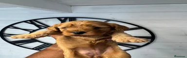 Cavapoo 3