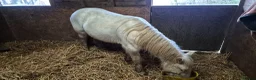 Irish Cob horses for sale: Palomino Gelding Rising 3yrs in July.   - Advert 12