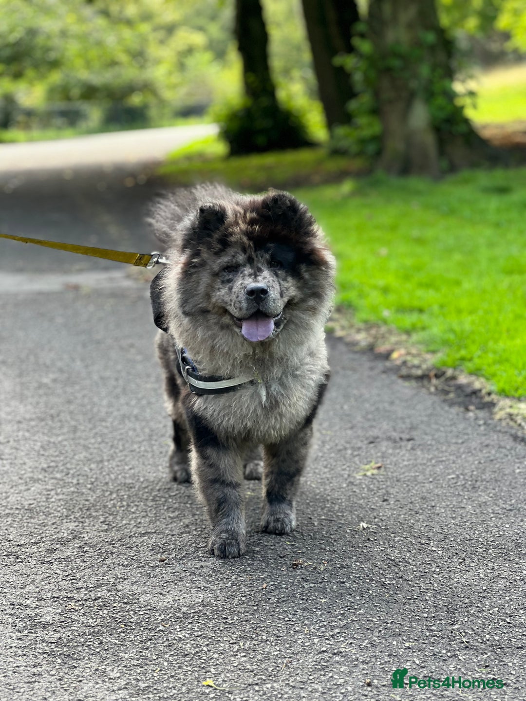 Chow Chow dogs for stud: STUD - Merl Chow Chow stud  - Advert 5