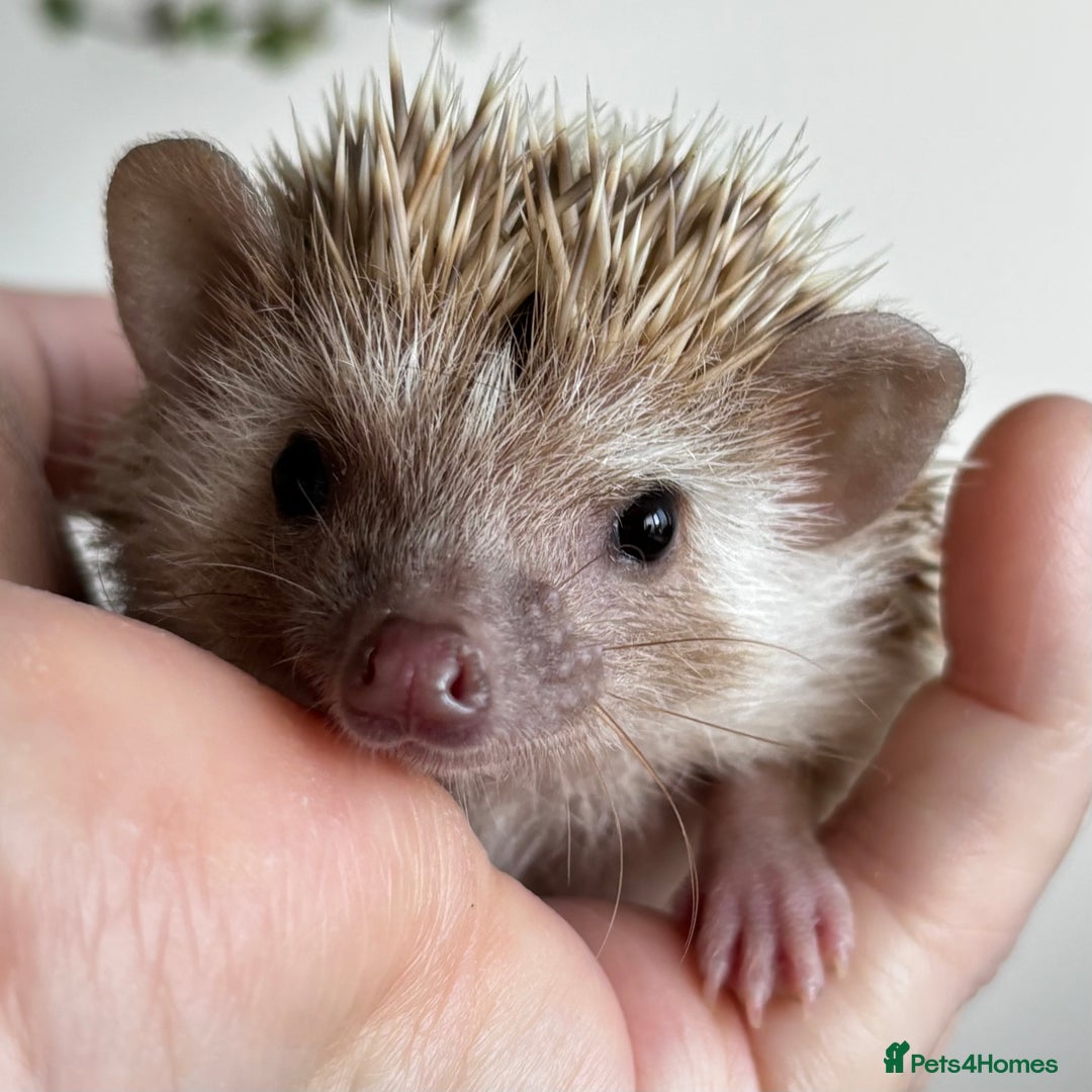 Pygmy Hedgehog rodents for sale: Pedigree African Pygmy Hedgehog 04.05.25 in Eastleigh - Image 20