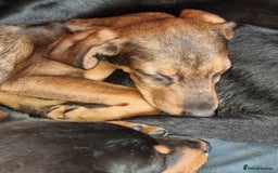 Mixed Breed dogs for sale: Doberman X Labrador puppies  - Image 4