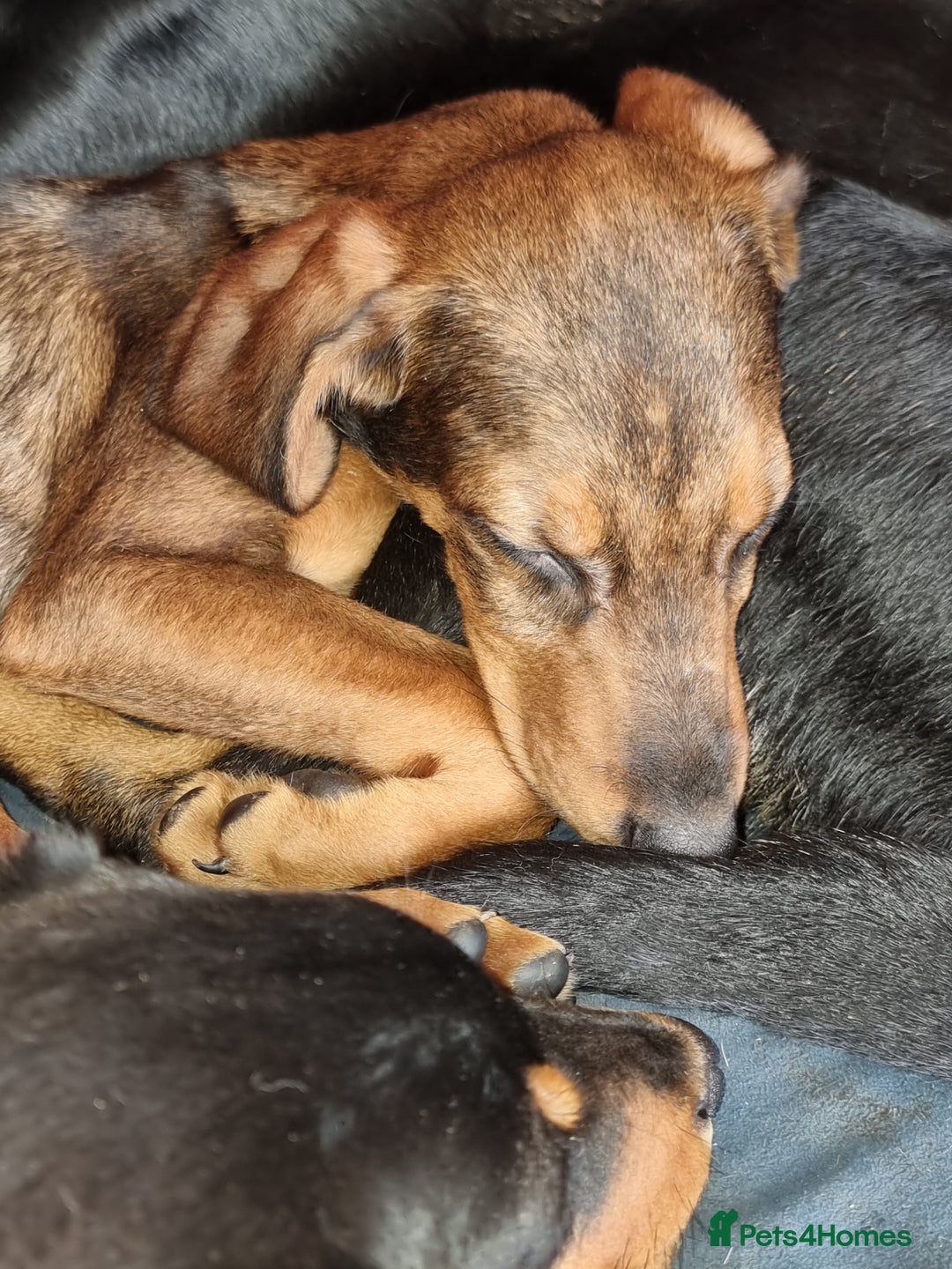 Mixed Breed dogs for sale: Doberman X Labrador puppies  - Image 4
