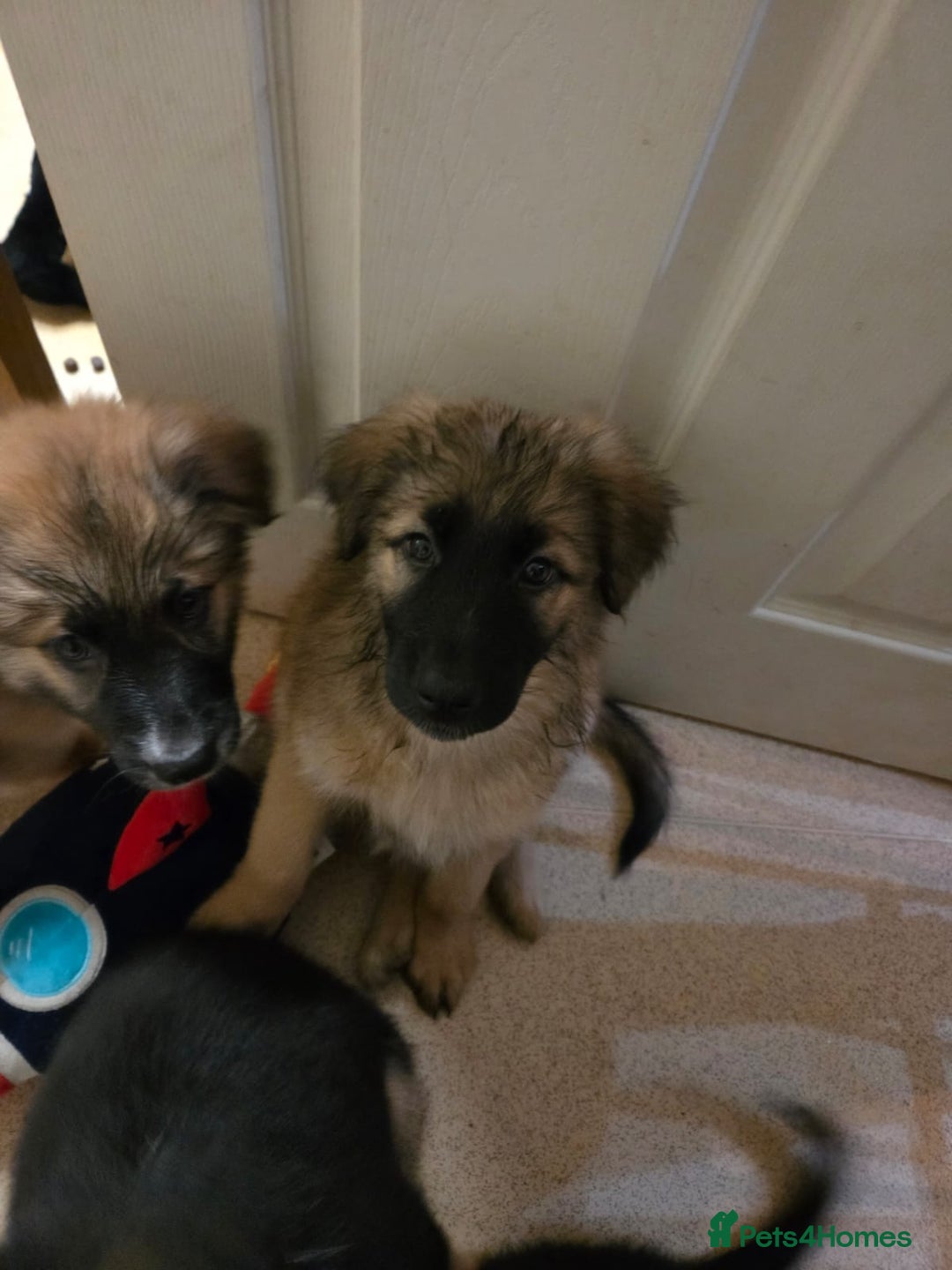 Mixed Breed dogs for sale: Female - Advert 3