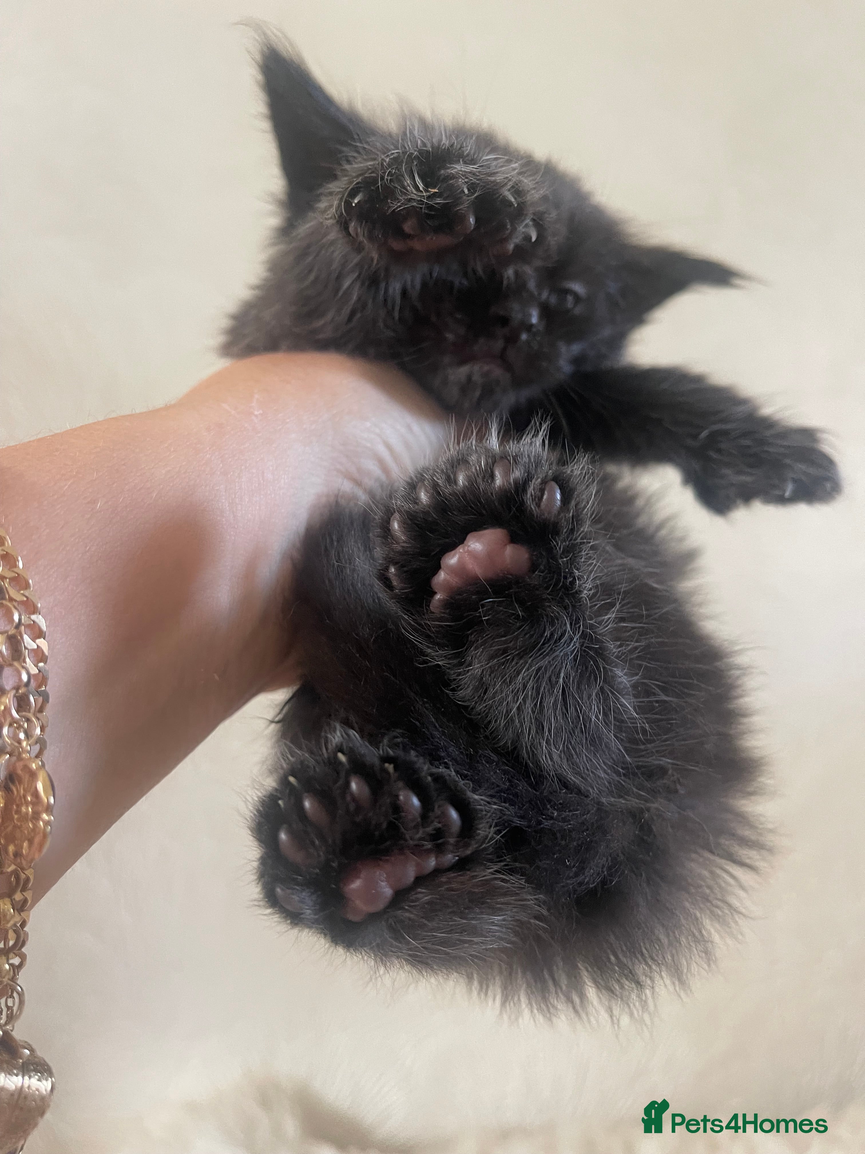 Maine Coon cats for sale: Maine Coon boy - Advert 9