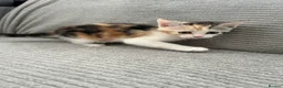 Maine Coon cats for sale: Kittens Looking for Their Forever Homes 🐾 - Advert 26