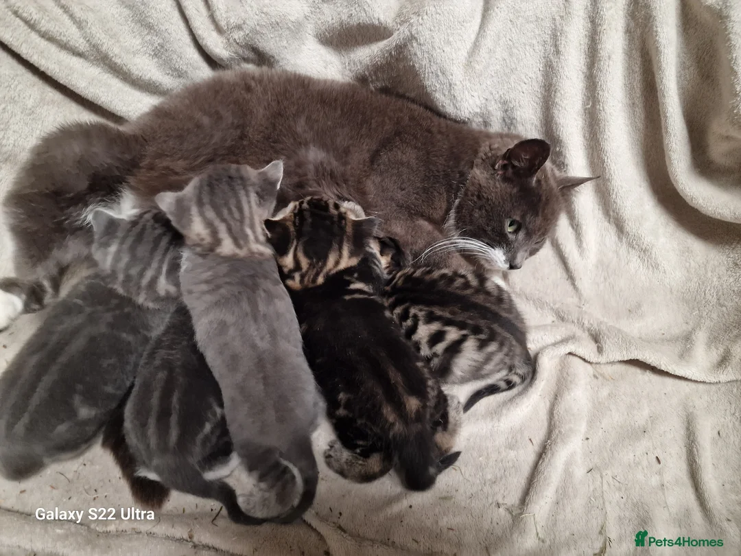 Mixed Breed cats for sale: Beautiful blue tabby kittens  - Advert 1
