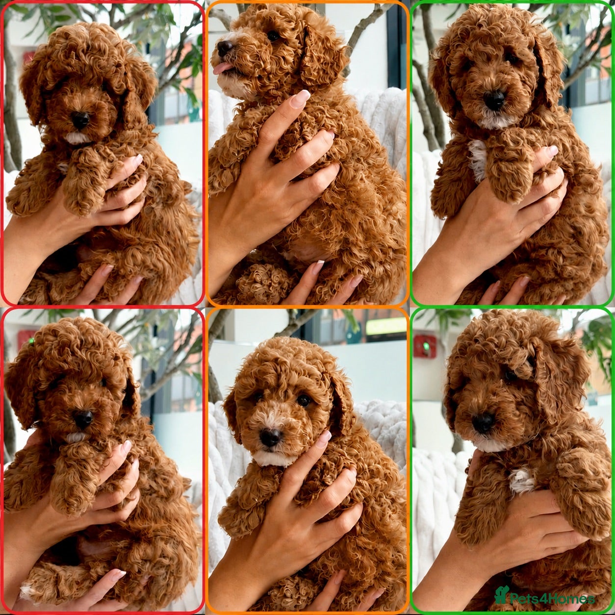 Cavapoo dogs BEAUTIFUL CAVAPOO PUPPIES 🐾 - Advert 2