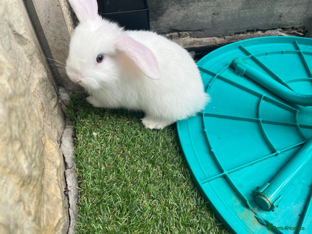 Lionhead rabbits for sale: Lionhead bunnies  - Image 15