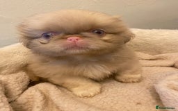 Pekingese dogs for sale: Pink Pekingese puppies  - Advert 5