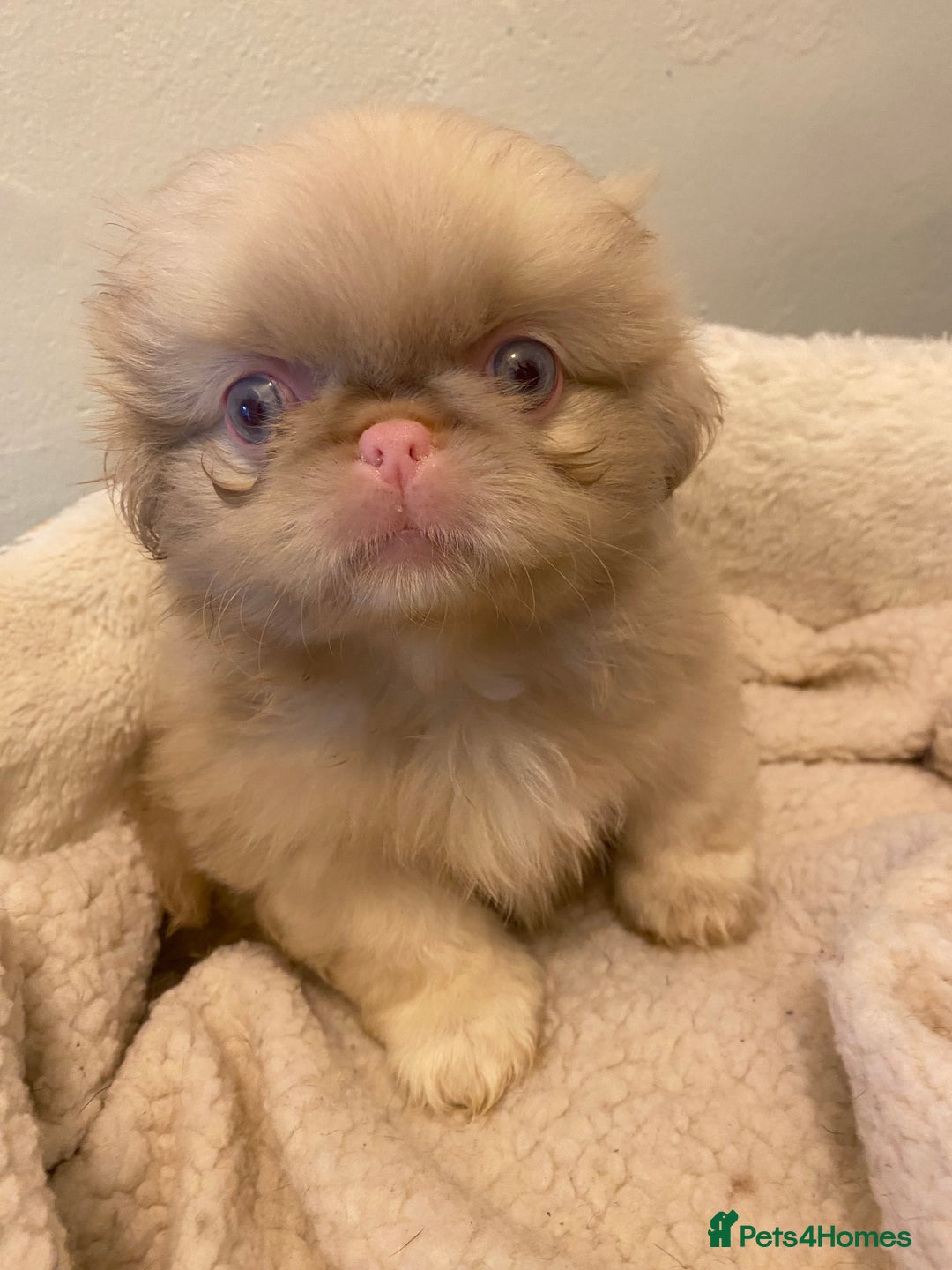 Pekingese dogs for sale: Pink Pekingese puppies  - Advert 5