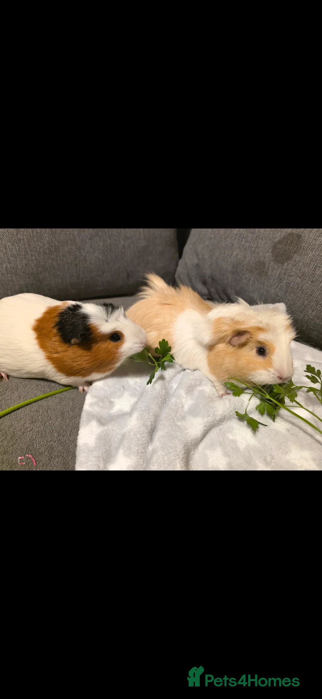 Guinea Pig rodents for sale: Guinea pigs girls - Advert 1